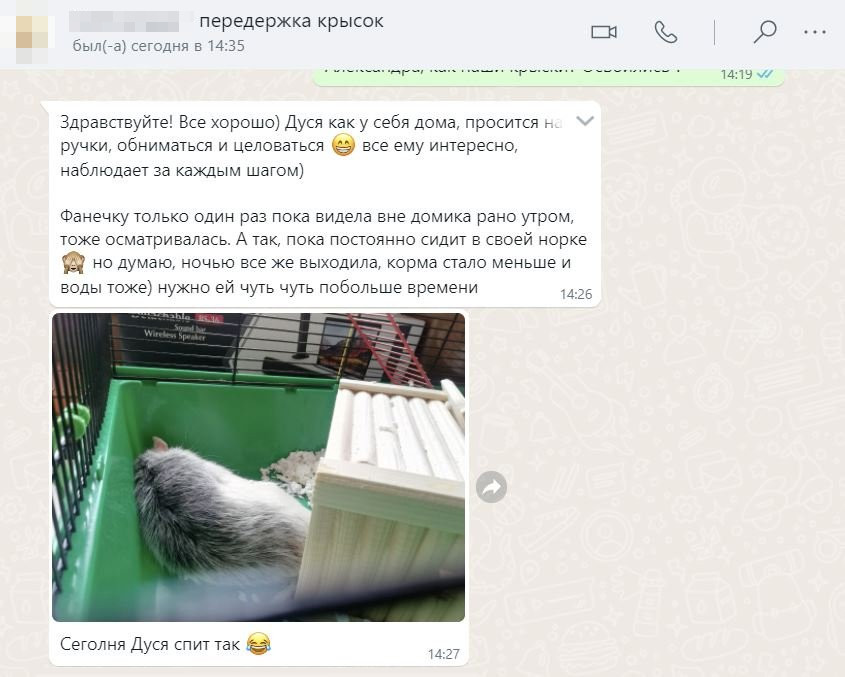 Весь отпуск мы были на связи с девушкой, у которой оставили крыс. Она даже отправляла нам видео