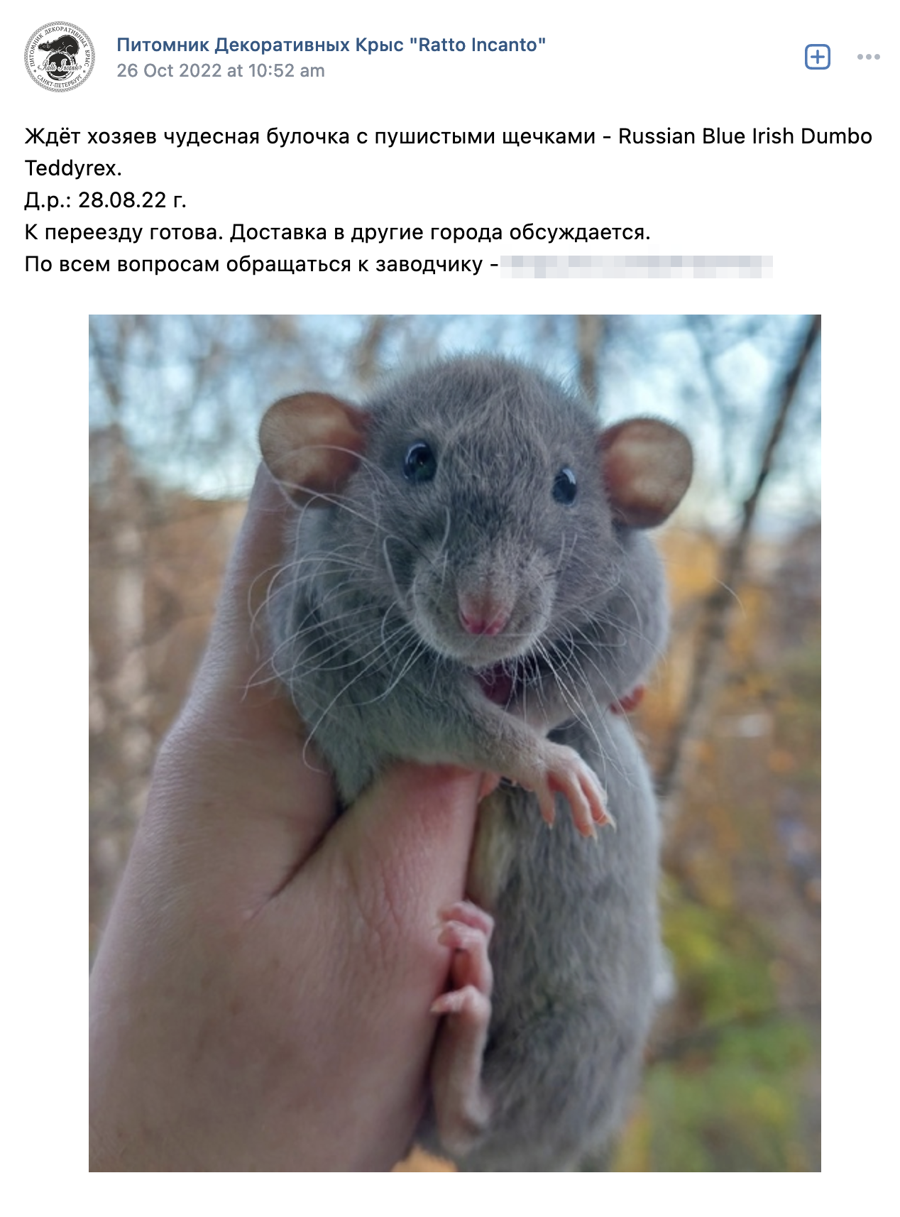 Эта девочка — однородного окраса Russian Blue. По маркировке шерсти это айриш, то есть у зверька есть белое пятно на животе, белые «перчатки» на задних и передних лапах, белый кончик хвоста. Уши — дамбо, а тип шерсти — тедди-рекс, то есть она пушистая, но не такая кудрявая и жесткая, как у рекса. Источник: сообщество «Питомник декоративных крыс Ratto Incanto» во «Вконтакте»