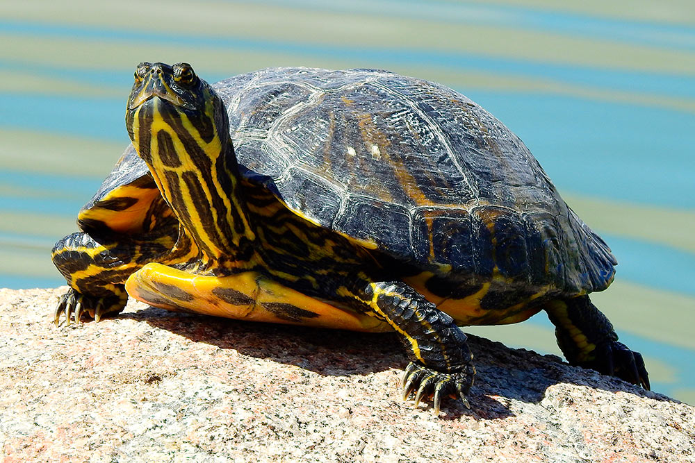 Так выглядит желтопузый слайдер. Фотография: Belbaiz / Shutterstock / FOTODOM