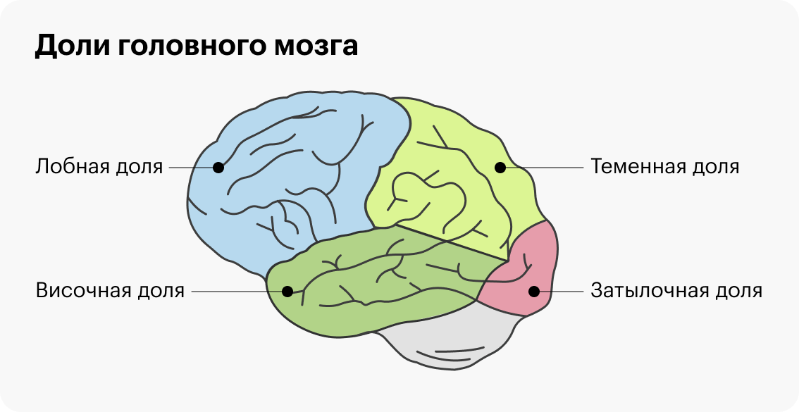 В лобной и височной областях мозга находятся зоны, отвечающие за волю и мотивацию. При их повреждении сложно рассчитывать на целеустремленность человека