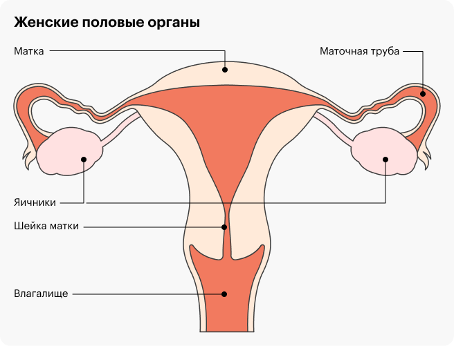 Механические причины бесплодия могут быть связаны с непроходимостью маточных труб, изменениями внутри самой матки или ее шейки