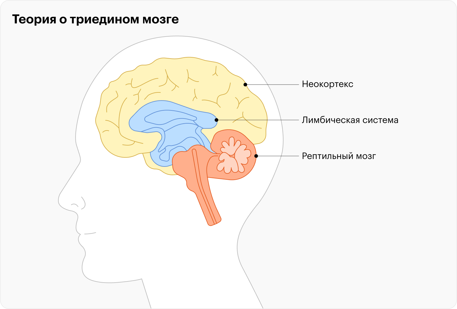 Теория о триедином мозге разделяет его на рептильный мозг, лимбическую систему и неокортекс. Они якобы появлялись последовательно: в процессе эволюции позвоночных животных новые структуры добавлялись к старым