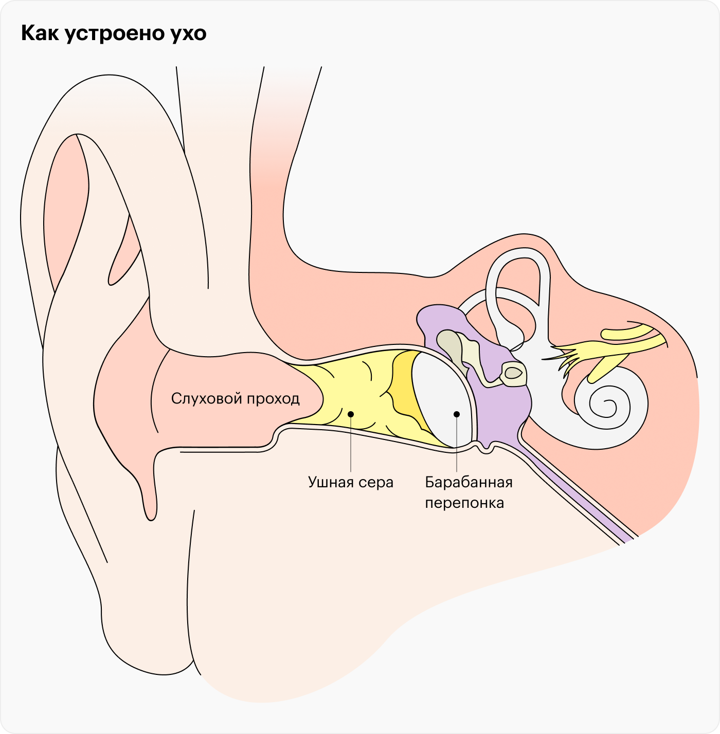 Слуховой проход выстлан такой же кожей, что и ушная раковина