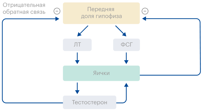 Гипофиз — эндокринная железа в головном мозге — вырабатывает лютеинизирующий гормон, который стимулирует выработку тестостерона в яичках, и фолликулостимулирующий гормон, который стимулирует выработку сперматозоидов. Тестостерон, получаемый извне при ЗГТ, подавляет выработку гормонов гипофиза по принципу отрицательной обратной связи, из-за чего угнетается выработка собственного тестостерона и сперматозоидов