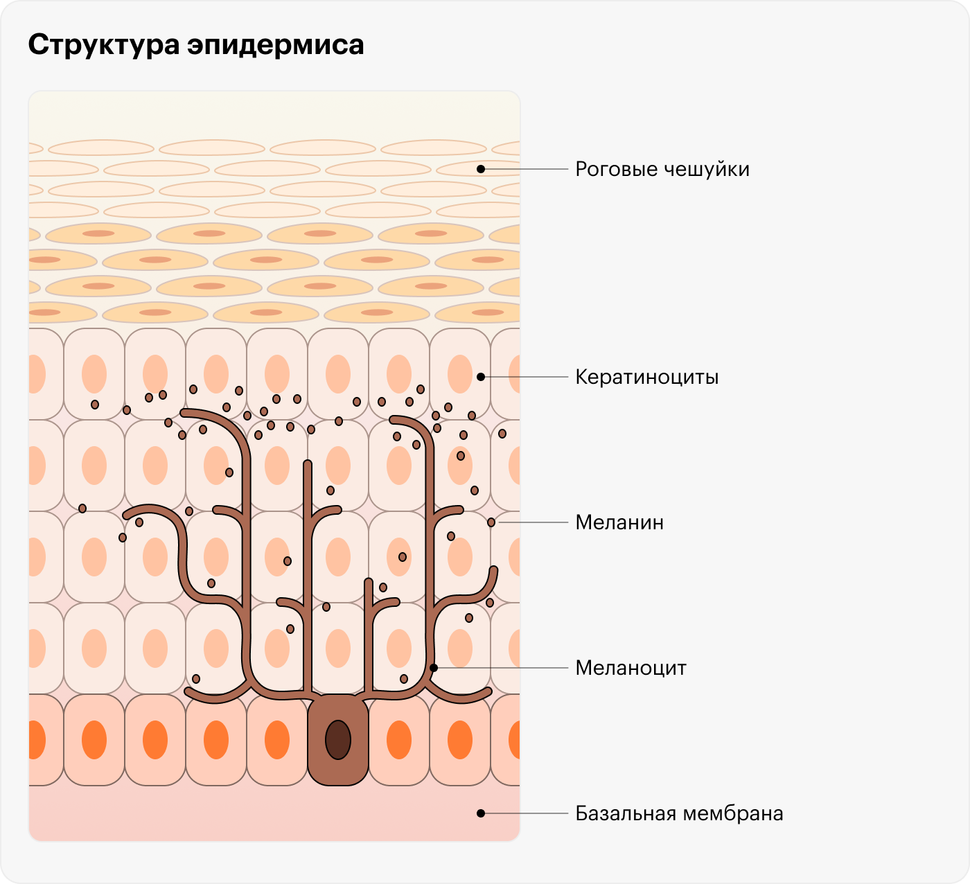 Меланоциты окрашивают кератиноциты меланином, который сами же синтезируют