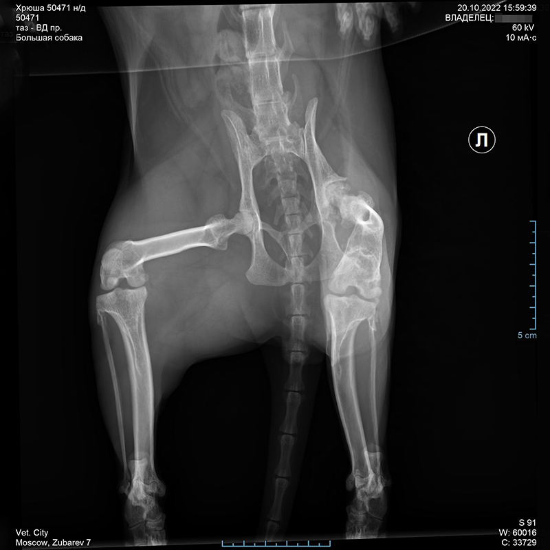 Рентген, который сделали Хрюше в новой клинике
