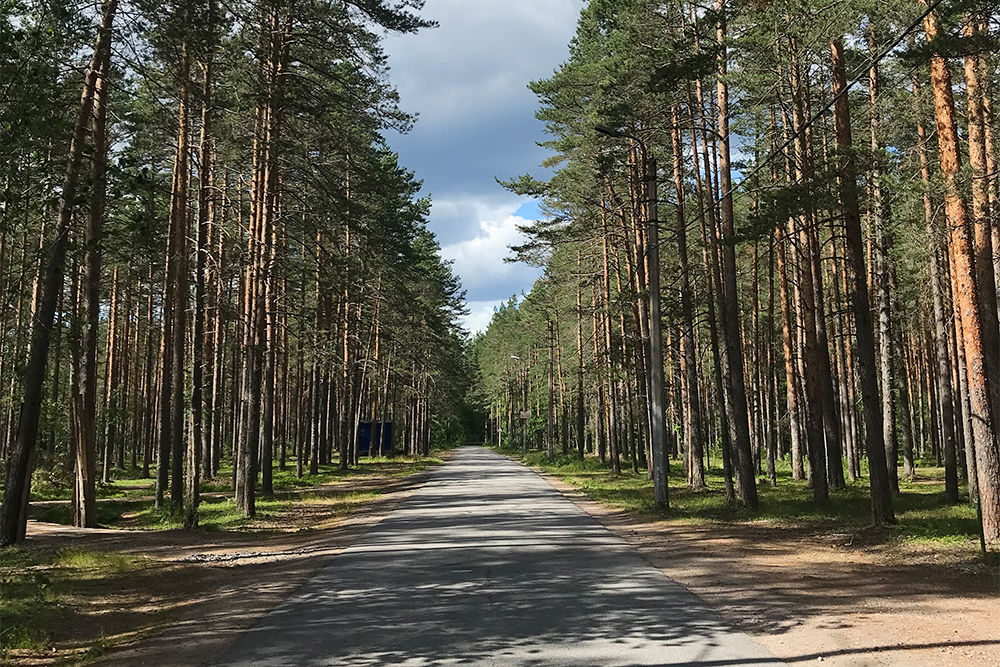 Зеленогорск и его окрестности. На мой взгляд, вся природа того направления на одно лицо. В Комарове и Репине такая же природа и такие же потрясающие сосны. А еще в Ленобласти всегда прекрасное небо