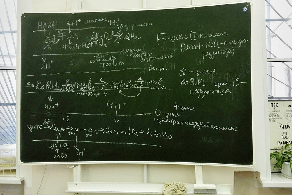 Записи на доске с семинара по биохимии