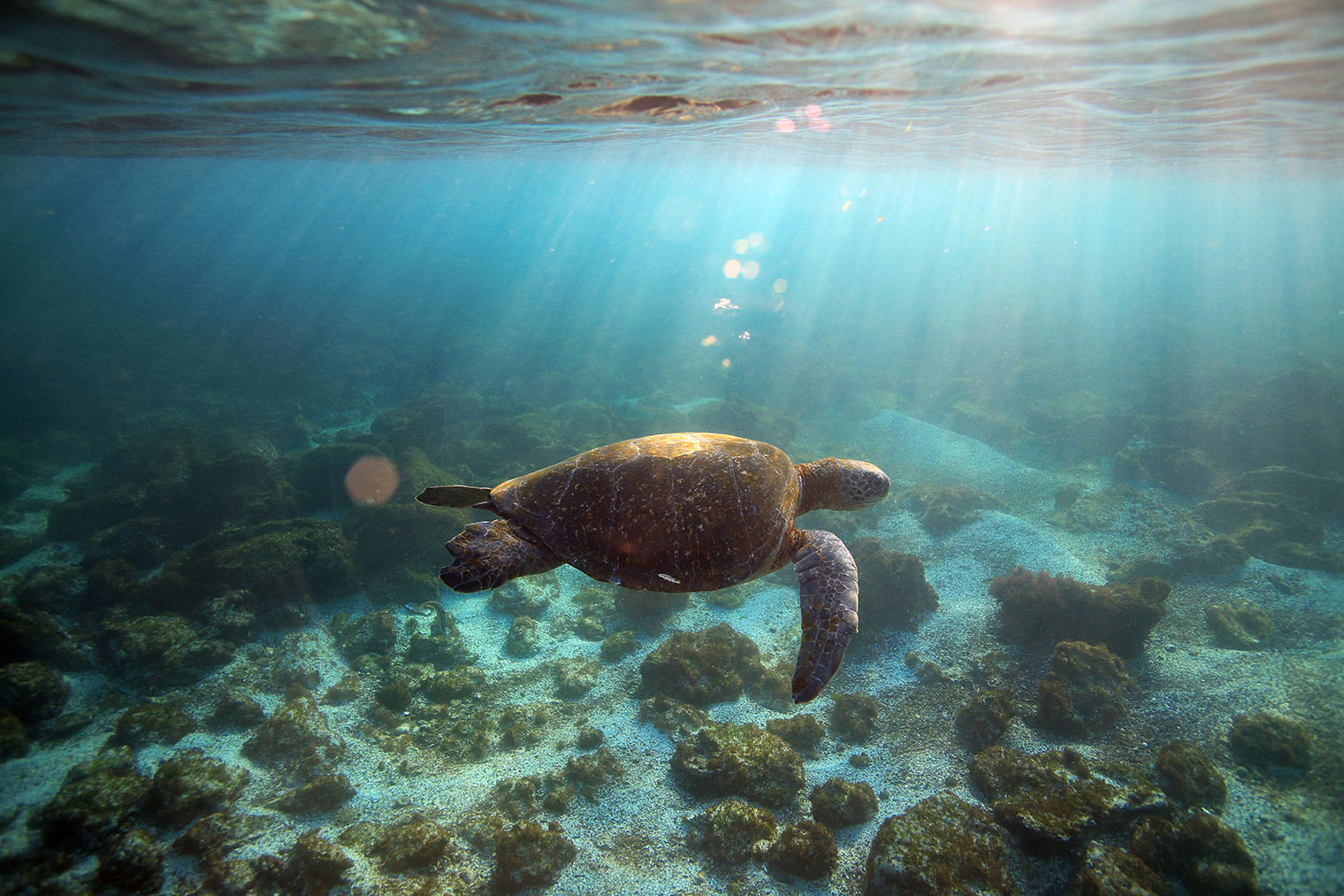 На Галапагосах водятся сухопутные и морские черепахи. Фотография: Longjourneys / Shutterstock / FOTODOM