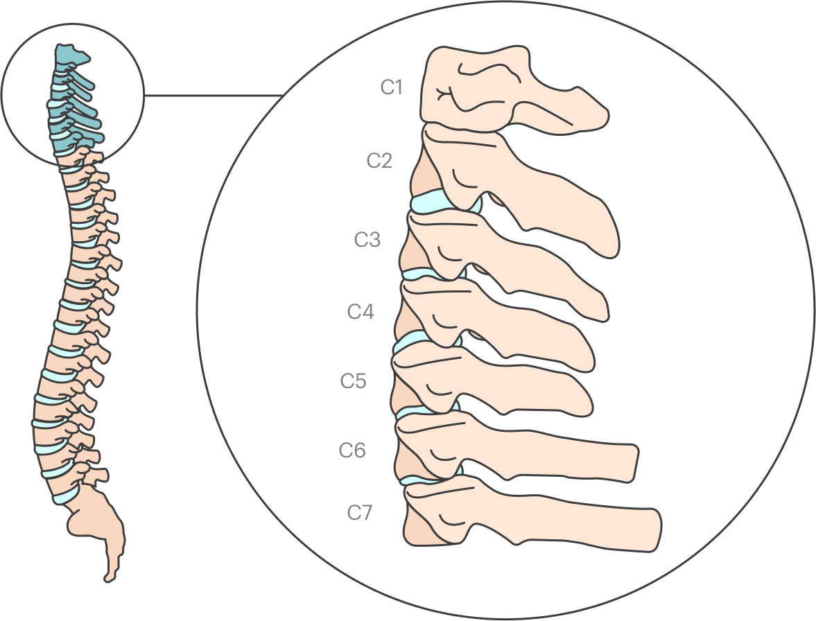 Ближайший к черепу позвонок — С1, а последний в шейном отделе позвонок — С7