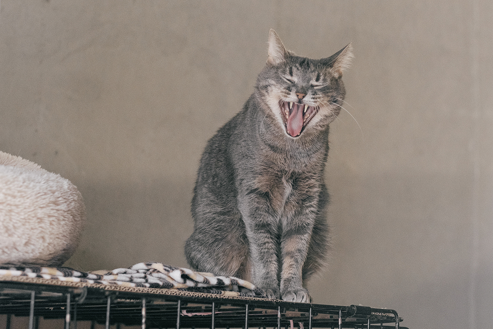 Каталина — кошка, которую предыдущие хозяева потеряли и не нашли. С улицы она попала в приют. К сожалению, ее владельцы давали ей гормональные средства для предотвращения беременности, поэтому при стерилизации у совсем молодой кошки врач нашел многочисленные кисты яичников. После операции Каталина наблюдалась у онколога из⁠-⁠за риска новообразований. Сейчас кошке предположительно 3⁠—⁠5 лет, она здорова, но в целях профилактики должна пожизненно наблюдаться у врача