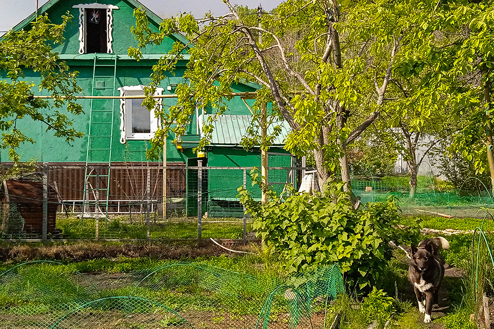 За те несколько лет, что мы здесь живем, наш участок расцвел и зажил новой жизнью