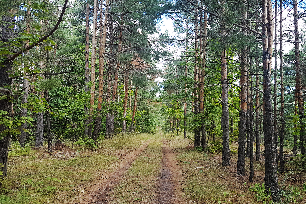 На тропе в национальном парке «Хвалынский»