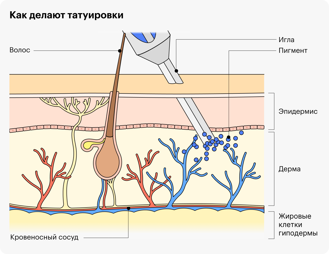 В дерме расположены нервные окончания, поэтому делать татуировку больно. А когда мастер задевает кровеносный сосуд, область татуировки кровоточит