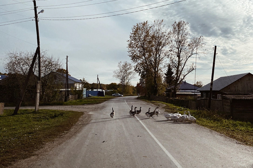 По дороге всегда видел гусей и кур