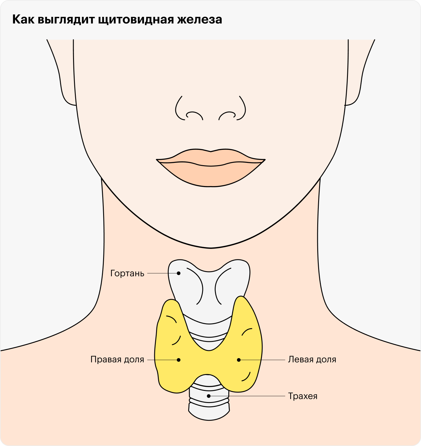 Железа прикрывает трахею сверху