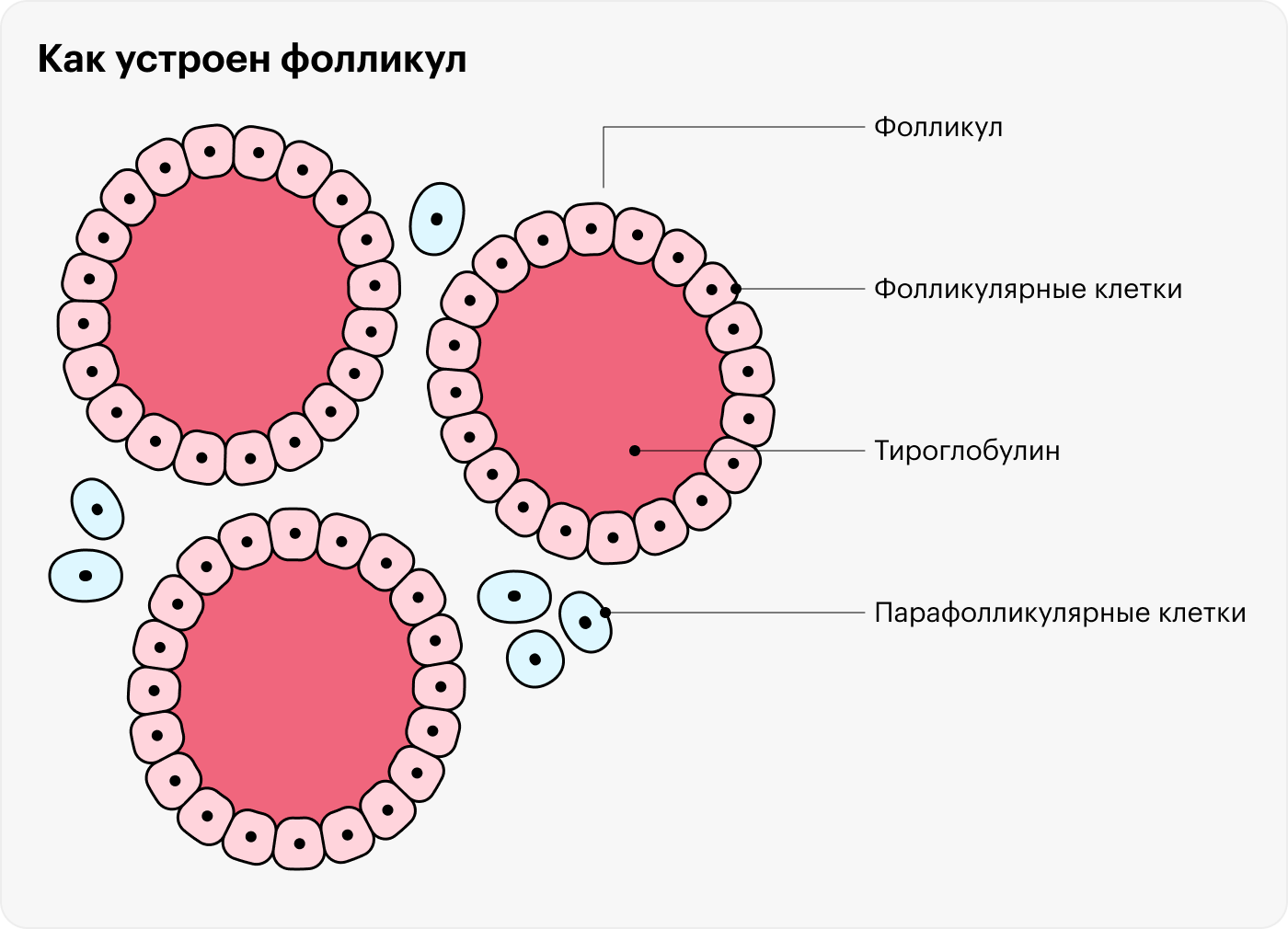 Между фолликулами щитовидной железы и внутри их стенок есть еще и парафолликулярные клетки. Они секретируют кальцитонин — гормон, который переносит кальций из крови в кости