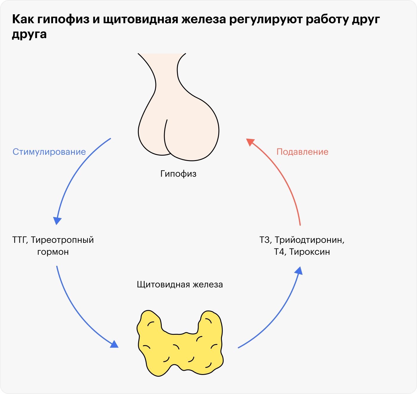 Гипофиз управляет синтезом гормонов щитовидной железы при помощи петли обратной связи. Если Т3 и Т4 мало, он стимулирует железу создавать новые. А если много — призывает остановить синтез