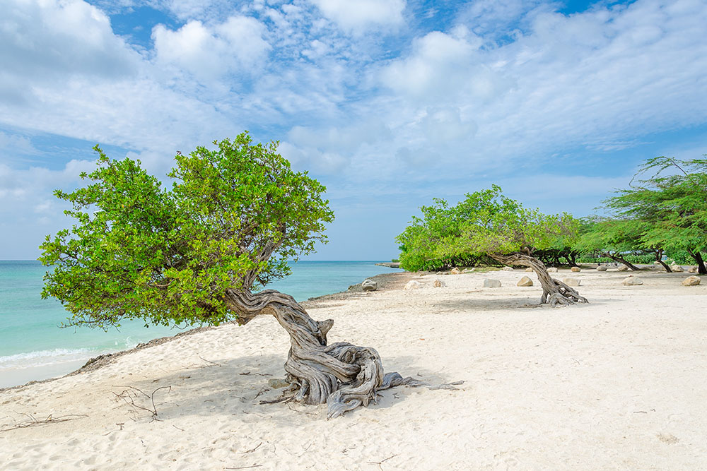 Дерево фофоти — одна из главных достопримечательностей Арубы. Источник: aruba.bynder.com