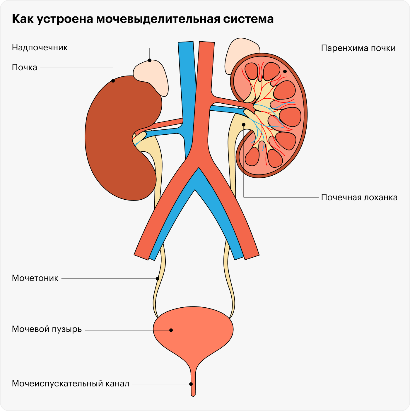 Урологи занимаются лечением заболеваний мочевыводящих путей, начиная от лоханки почки и заканчивая мочеиспускательным каналом