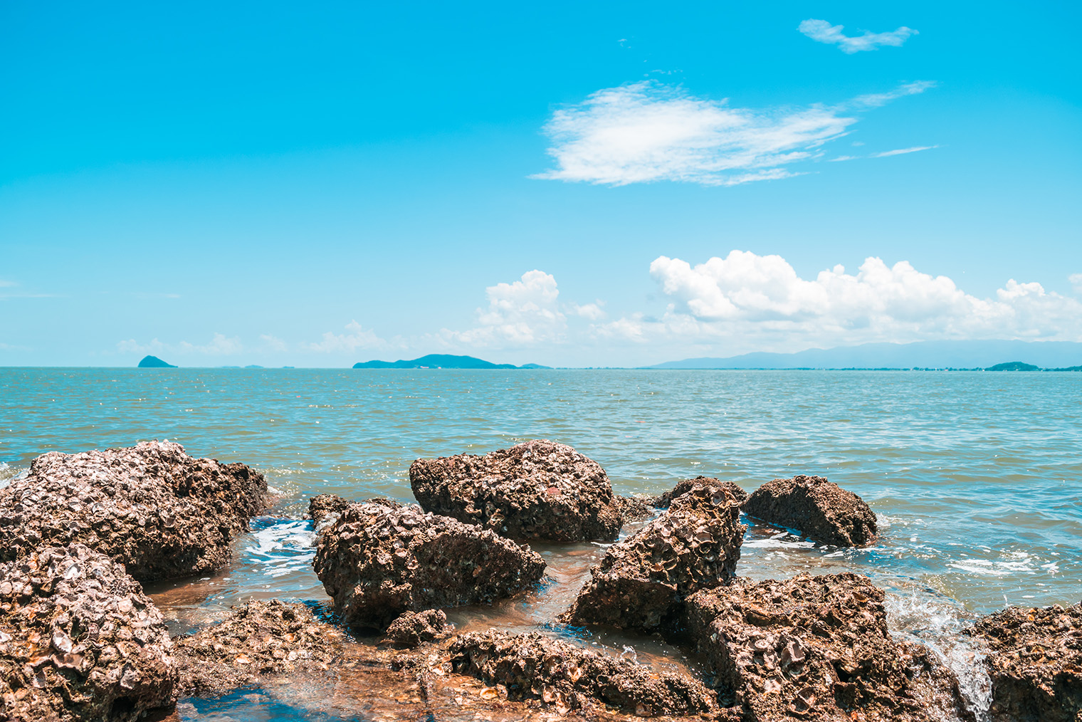 Устричные колонии часто образуются в местах отливов. Фотография: PongMoji / Shutterstock / FOTODOM