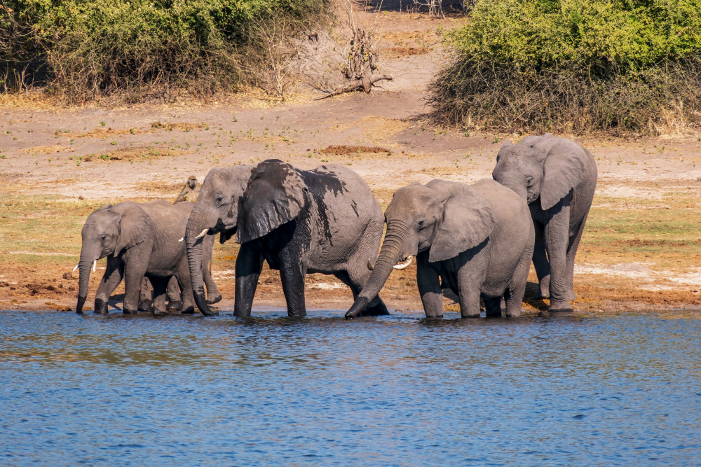 Слоны на водопое в парке «Чобе». Фотография: Emma Grimberg / Shutterstock / FOTODOM