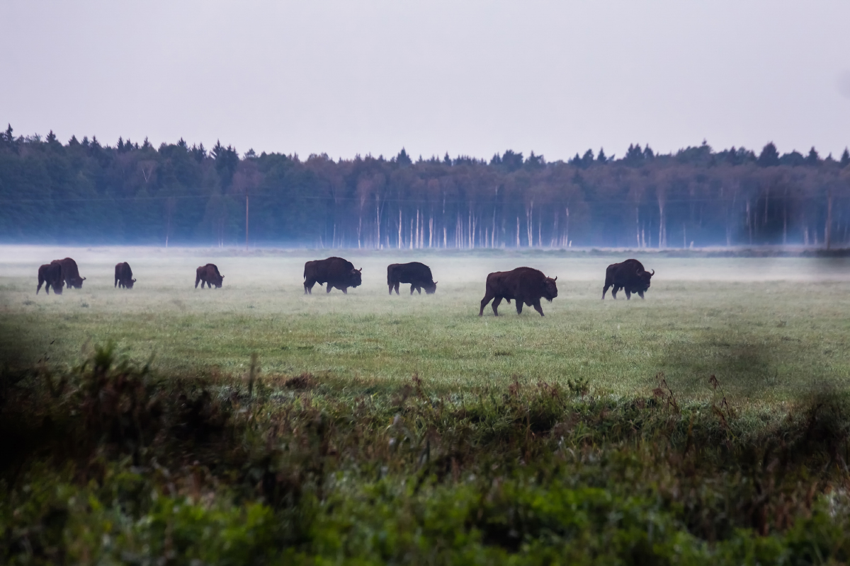 Зубры в Беловежской пуще. Фотография: Ruslan Kaln / iStock