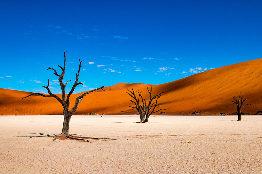 Деревья кажутся нарисованными. Фотография: evenfh / iStock