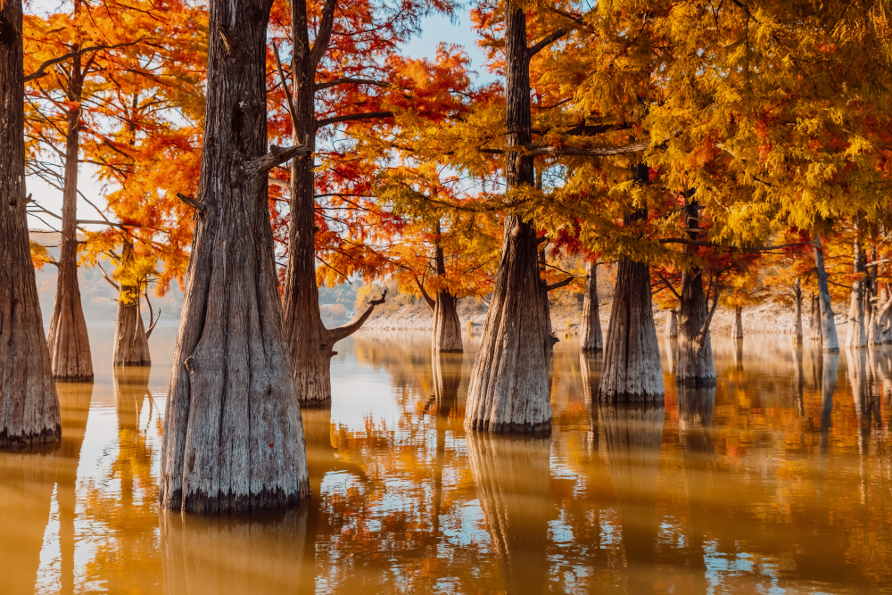 В октябре кипарисы выглядят фантастически. Фотография: Wonderful Nature / Shutterstock / FOTODOM