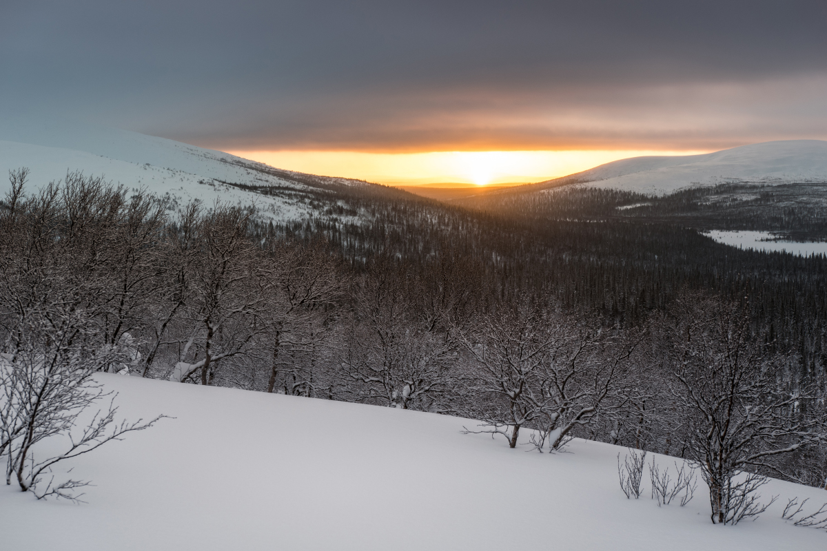 Пейзаж Лапландского заповедника. Фотография: EvdokiMari / Shutterstock