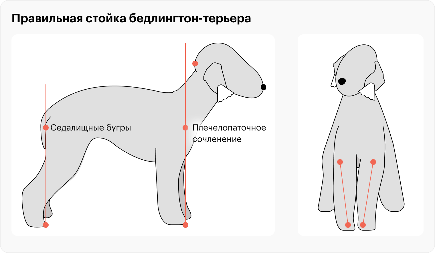 Так выглядит правильная стойка бедлингтон-терьера. Задние конечности должны быть на одной линии с седалищными буграми, которые обозначены красной точкой на попе около хвоста. В идеале задние лапки отставлены еще дальше, на длину одной собачьей стопы — так стойка выглядит эффектнее. Передние конечности должны быть на одной линии с плечелопаточным сочленением — оно обозначено точкой на груди собаки. Точка на голове может быть на одной линии с лапами и грудью либо чуть впереди. При этом передние лапки ставятся как можно ближе друг к другу, образуя букву V