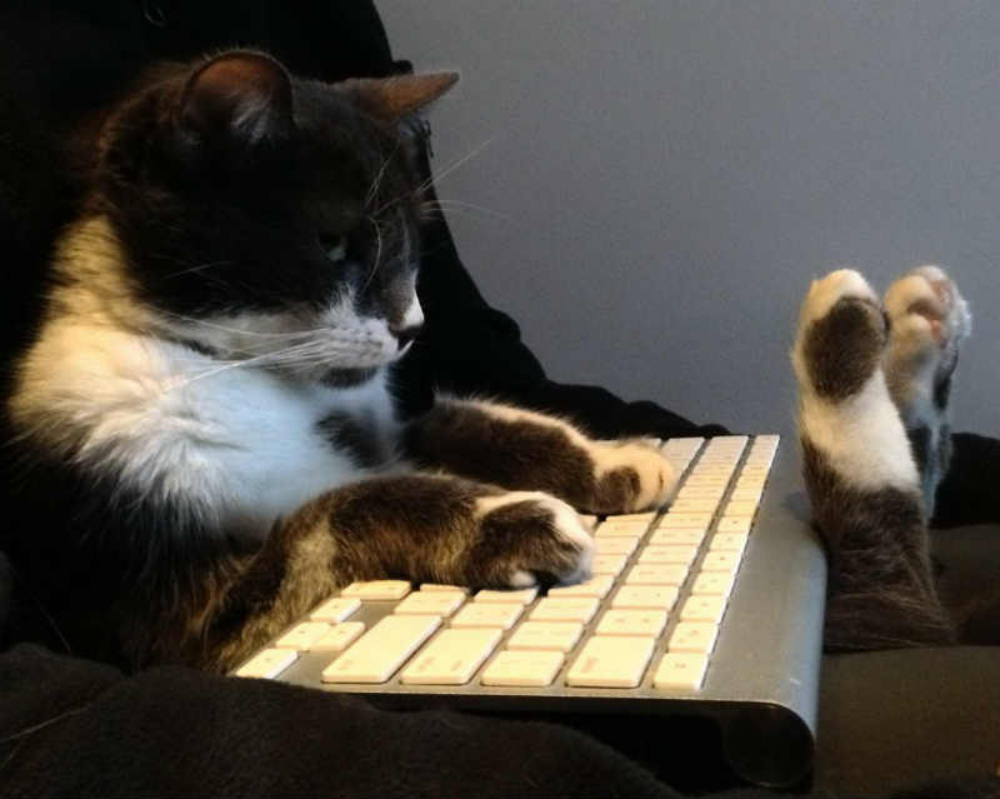 Котик за работой из аккаунта Cats with jobs. Источник: twitter.com