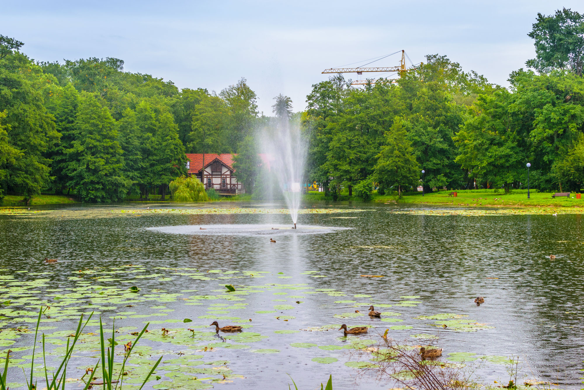 В пруду живут утки и лебеди. Фото: Srg Gushchin / Shutterstock