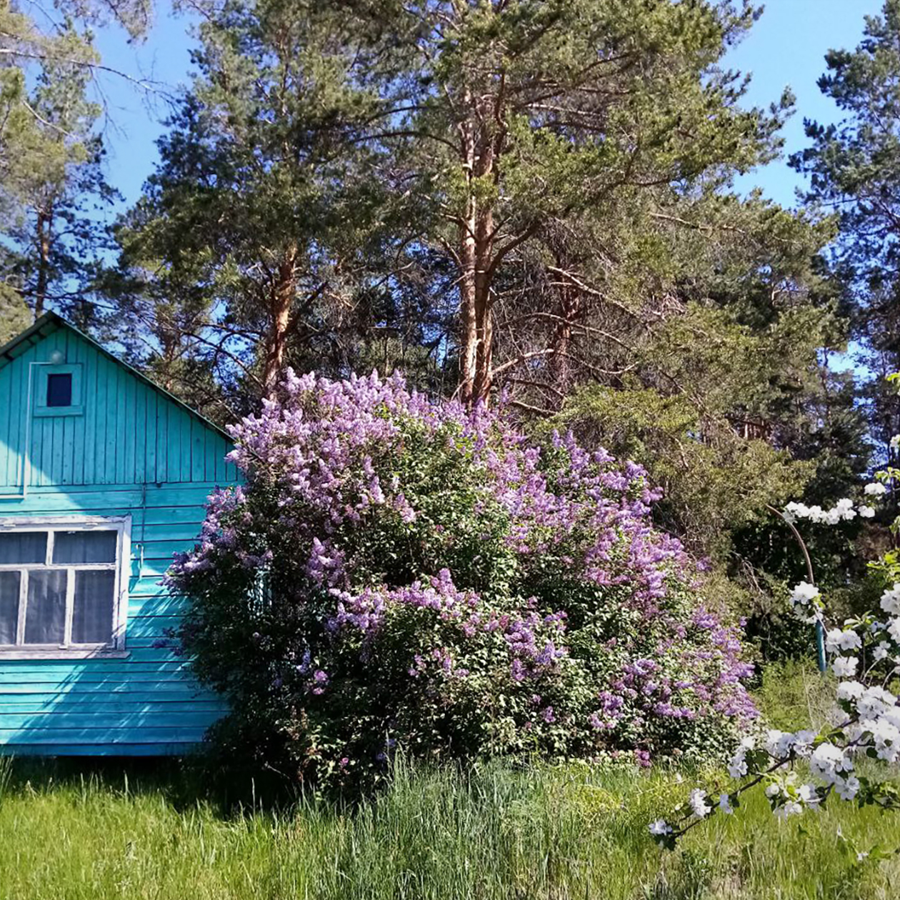 Это наш домик. Куст сирени выполняет роль живой изгороди