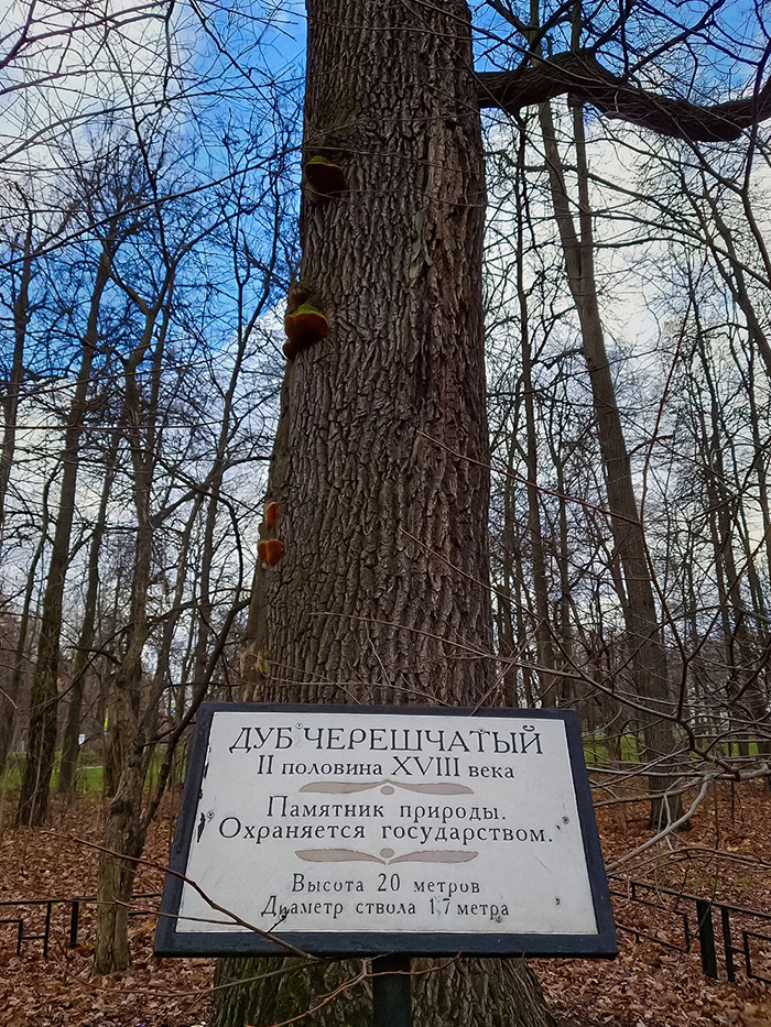 Фотографии не передают всего величия Петровского дуба, но в целом масштаб очевиден. Маленький совет: если захотите его потрогать, просто обойдите — сзади дуба ограждение совсем низкое, его легко переступить