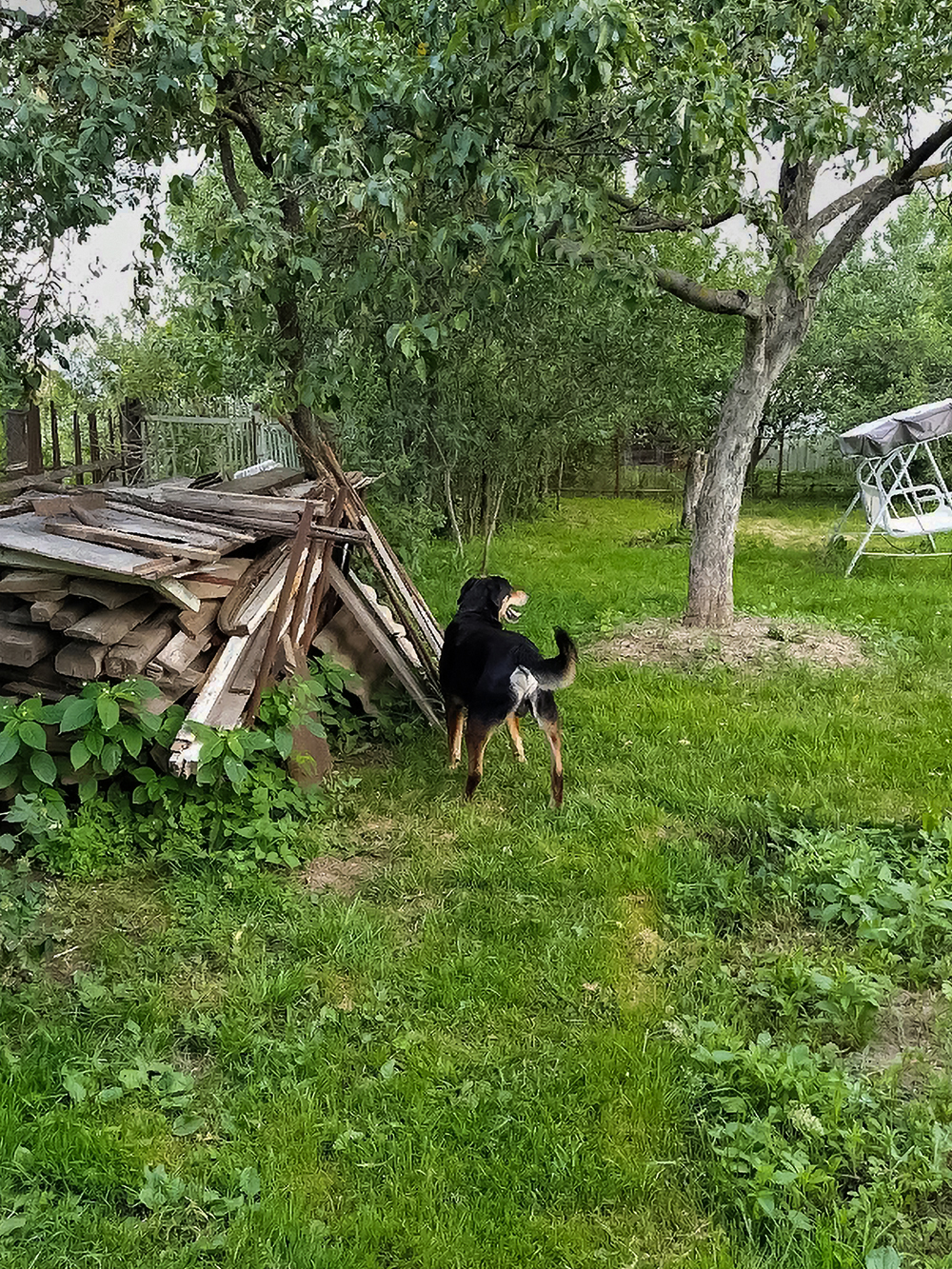 В огороде растут вишни, сливы, яблони, черная и белая смородина, малина, ежевика, клубника. Ягоды мы собираем, замораживаем и делаем варенье