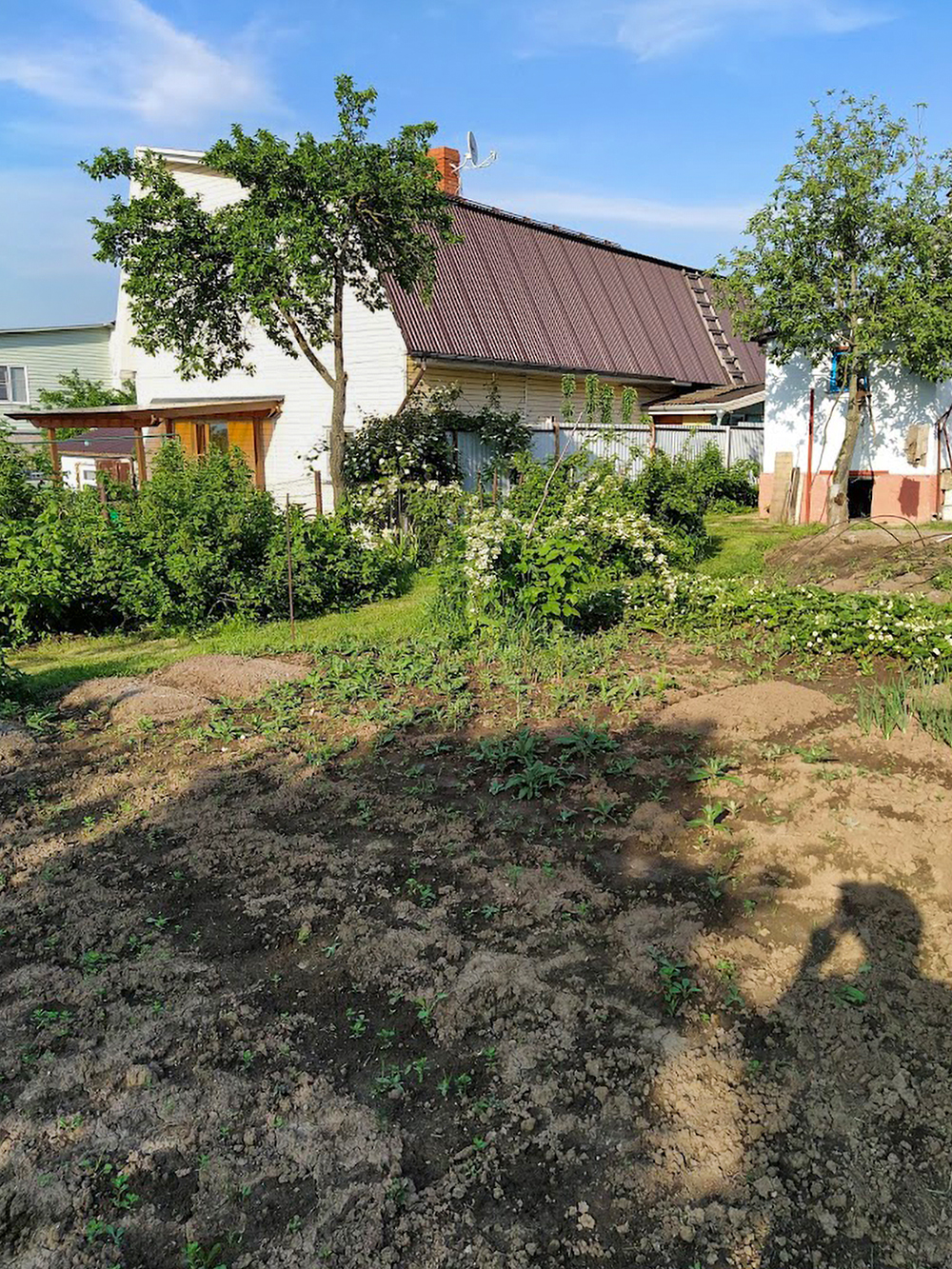 На огороде сажаем зелень, шпинат, морковь, зеленый горошек и огурцы