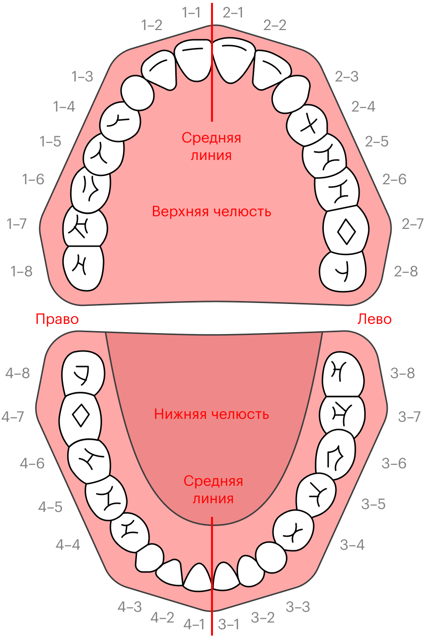 Зубы мудрости — это третьи моляры, то есть самые последние жевательные зубы. В стоматологии есть несколько систем нумерации зубов. По одной из них отсчет начинают со средней линии, тогда третьи моляры будут на восьмой позиции, поэтому их часто называют восьмерками